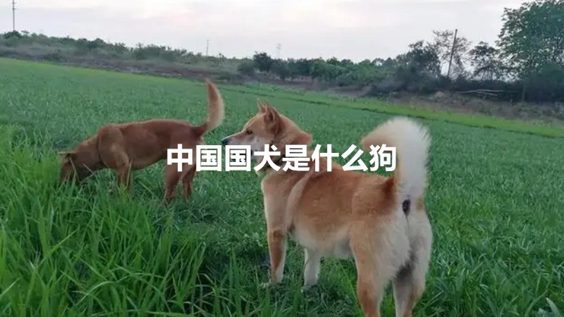 中国国犬是什么狗