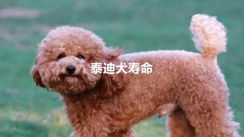 泰迪犬寿命是多久