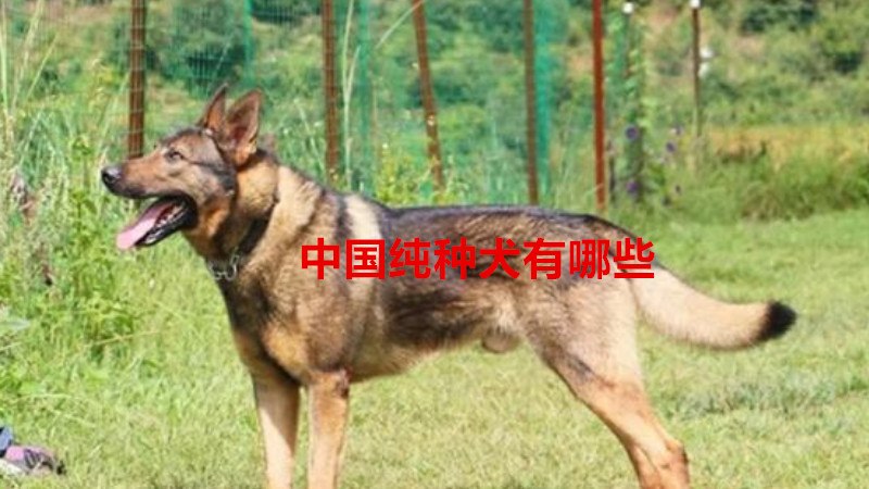 中国纯种犬有哪些