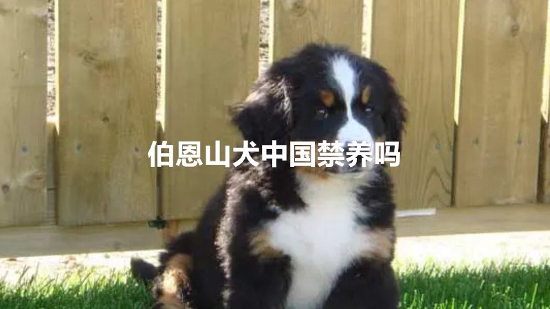 伯恩山犬中国禁养吗