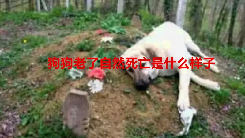 狗狗老了自然死亡是什么样子