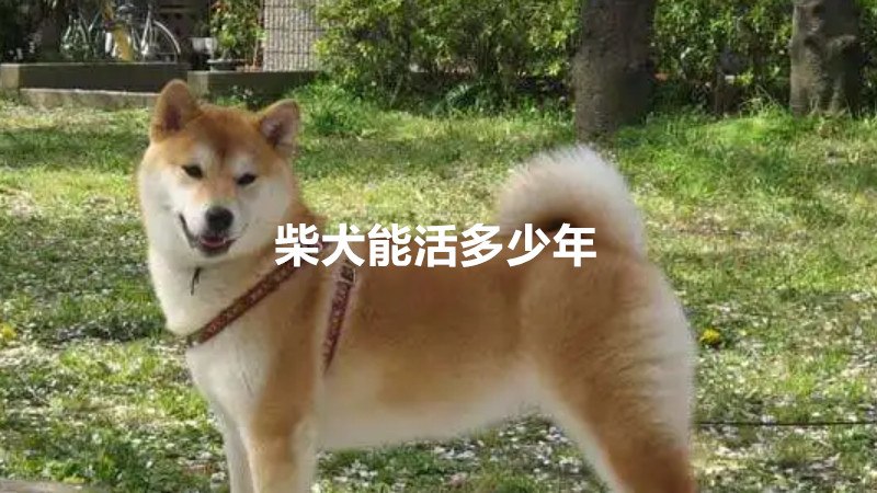 柴犬能活多少年