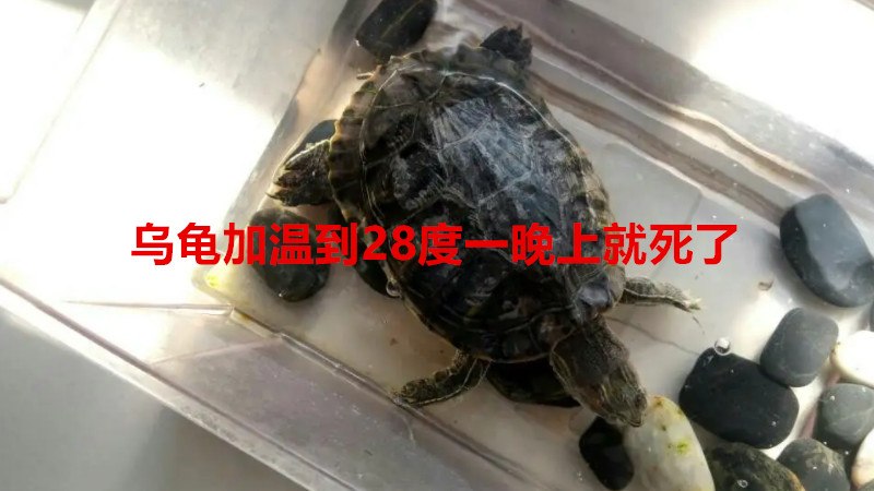 乌龟加温到28度一晚上就死了是怎么回事