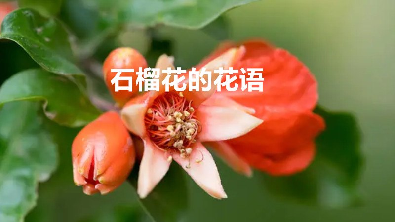 石榴花的花语