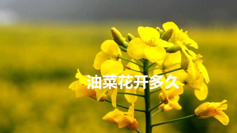 油菜花开多久