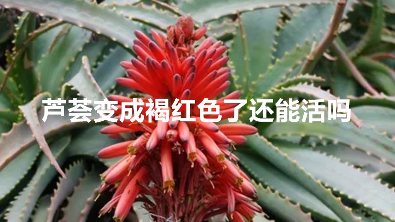 芦荟变成褐红色了还能活吗