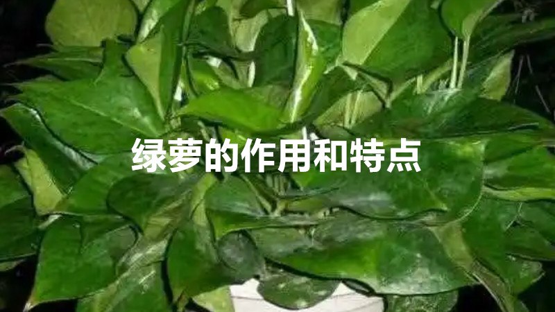 绿萝的作用和特点