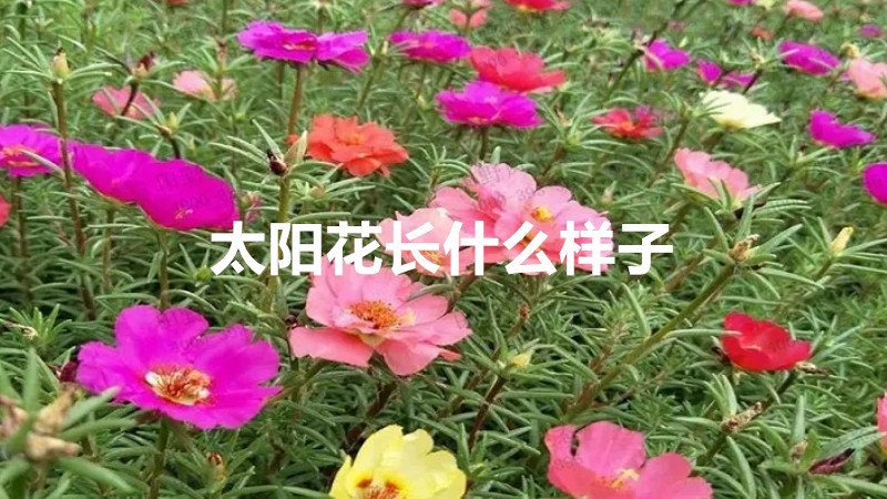 太阳花长什么样子