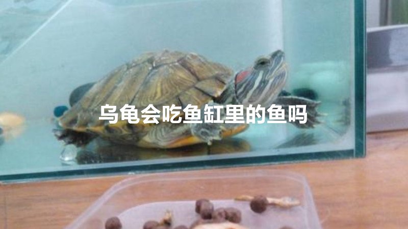 乌龟会吃鱼缸里的鱼吗