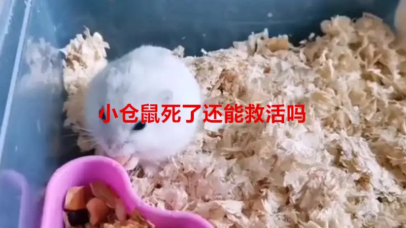 小仓鼠死了还能救活吗