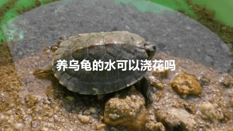 养乌龟的水可以浇花吗