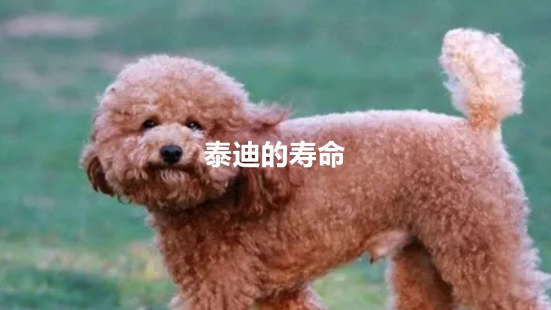 泰迪的寿命一般有多长