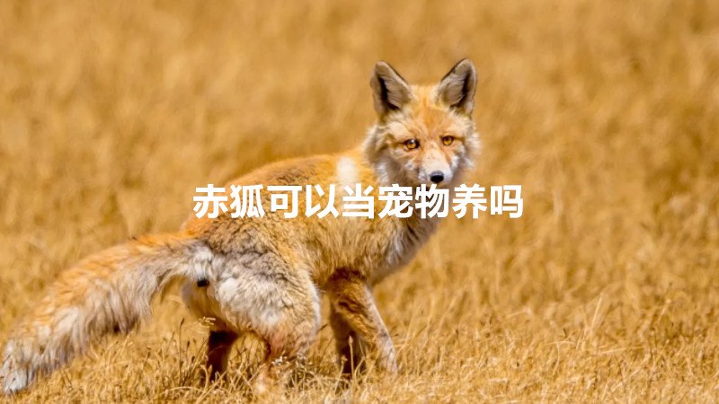 赤狐可以当宠物养吗