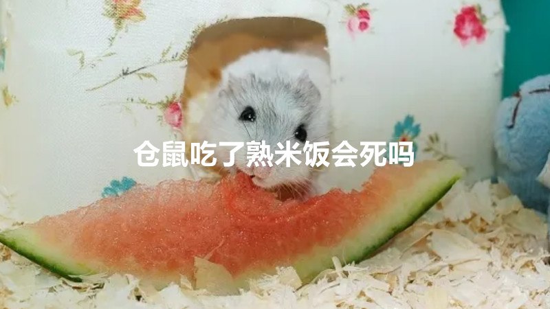 仓鼠吃了熟米饭会死吗