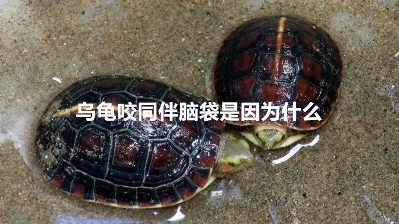 乌龟咬同伴脑袋是因为什么