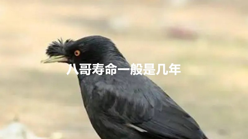 八哥寿命一般是几年