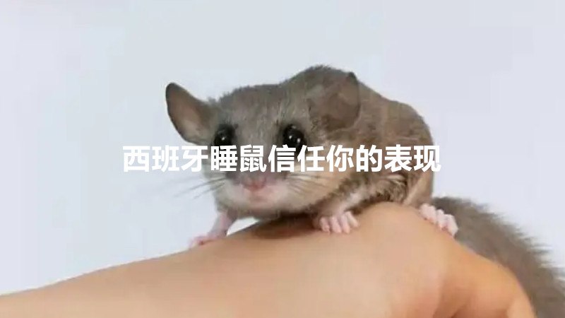 西班牙睡鼠信任你的表现