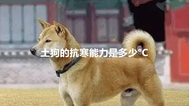 土狗的抗寒能力是多少°C