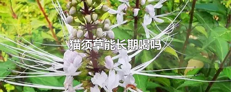 猫须草能长期喝吗