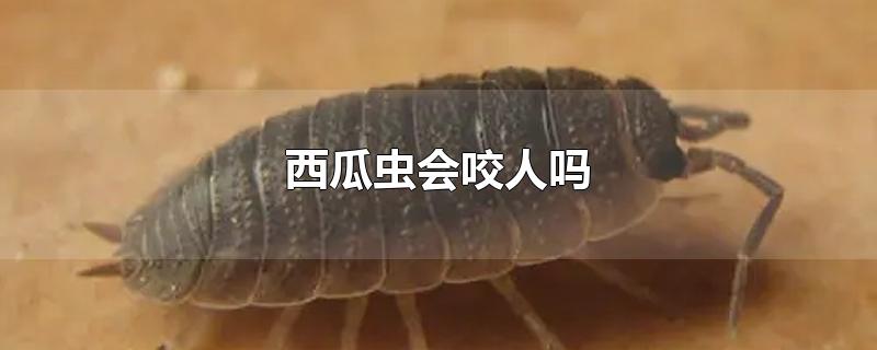 西瓜虫会咬人吗