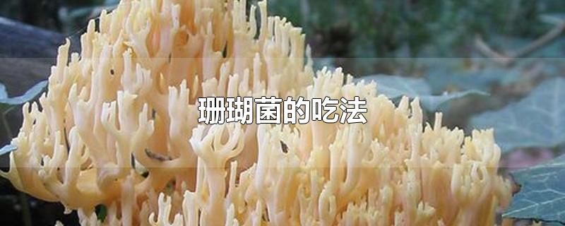 珊瑚菌的吃法