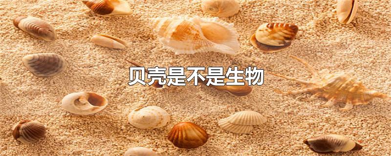 贝壳是不是生物
