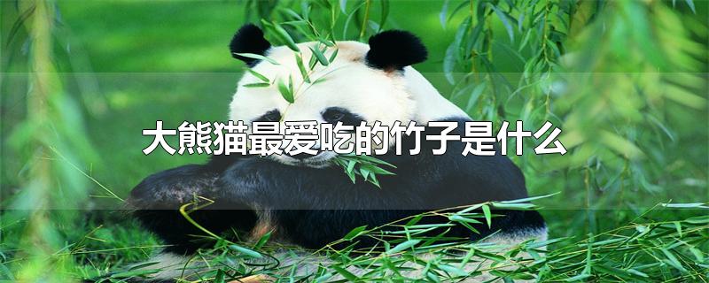 大熊猫最爱吃的竹子是什么