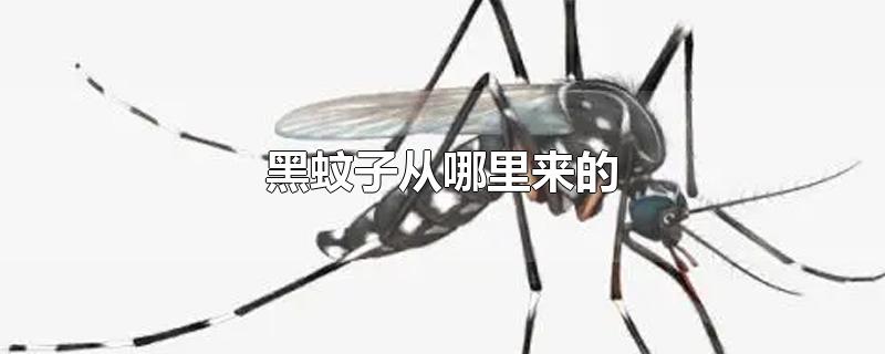 黑蚊子从哪里来的