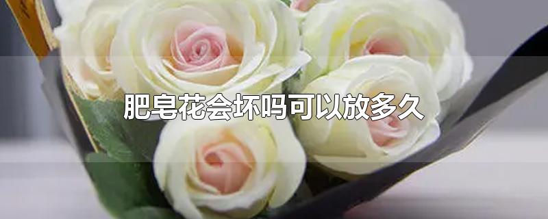 肥皂花会坏吗可以放多久