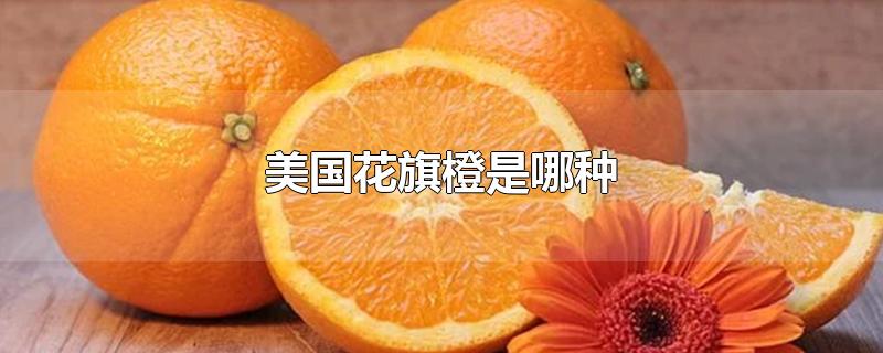美国花旗橙是哪种