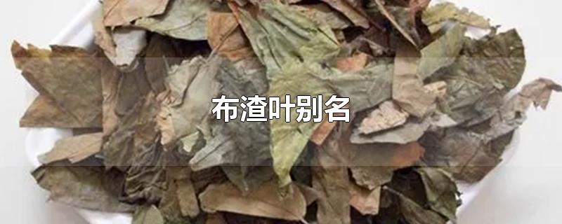 布渣叶别名