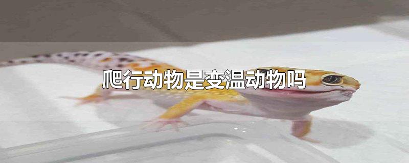 爬行动物是变温动物吗