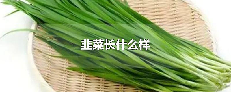 韭菜长什么样