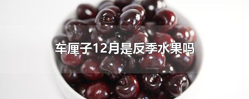 车厘子12月是反季水果吗