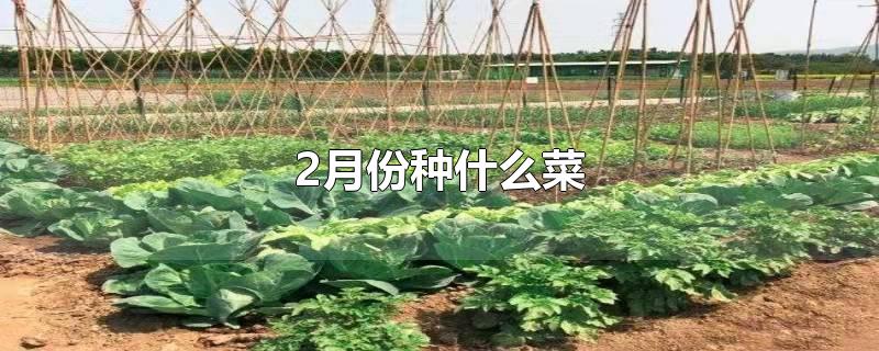 2月份种什么菜