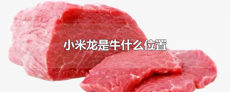 小米龙是牛什么位置