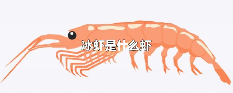 冰虾是什么虾