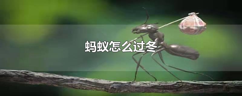蚂蚁怎么过冬