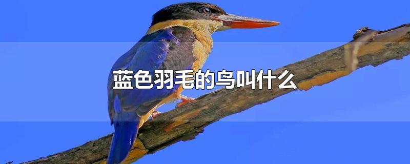 蓝色羽毛的鸟叫什么