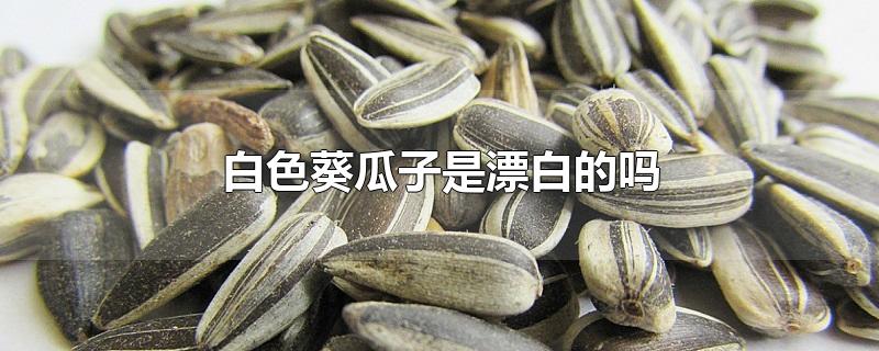 白色葵瓜子是漂白的吗