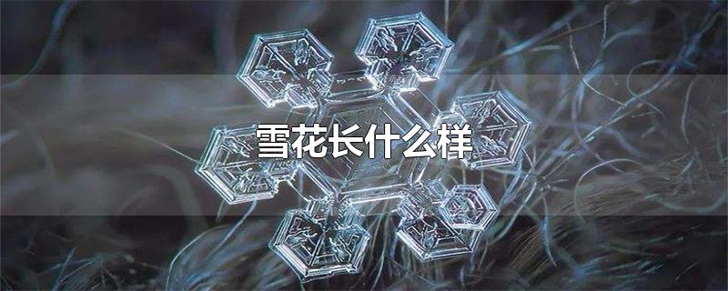 雪花长什么样