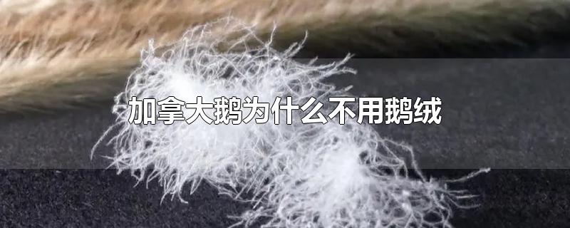 加拿大鹅为什么不用鹅绒