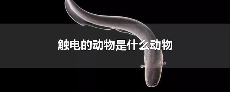 触电的动物是什么动物