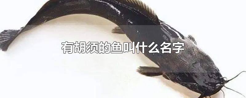 有胡须的鱼叫什么名字