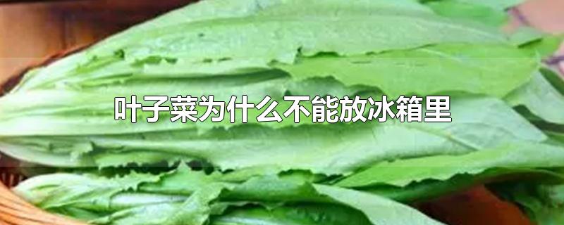 叶子菜为什么不能放冰箱里