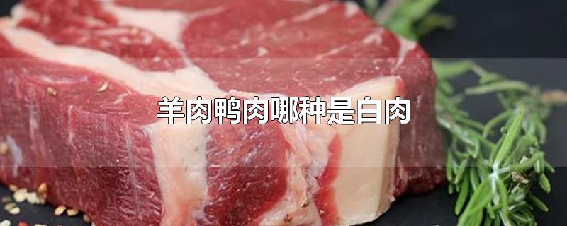 羊肉鸭肉哪种是白肉