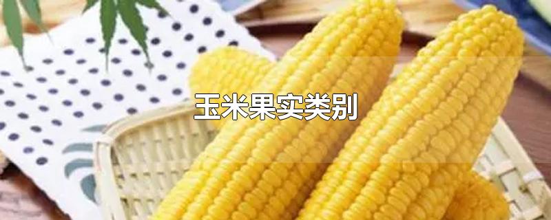 玉米果实类别