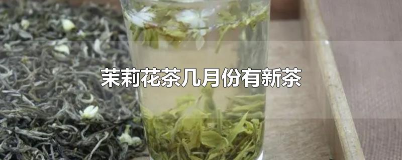 茉莉花茶几月份有新茶