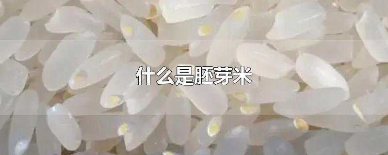 什么是胚芽米