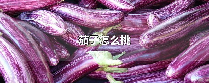 茄子怎么挑